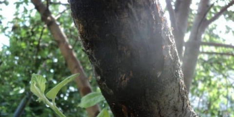 Gljiva čađi na stablu jabuke - kako se riješiti, mjere kontrole i liječenje